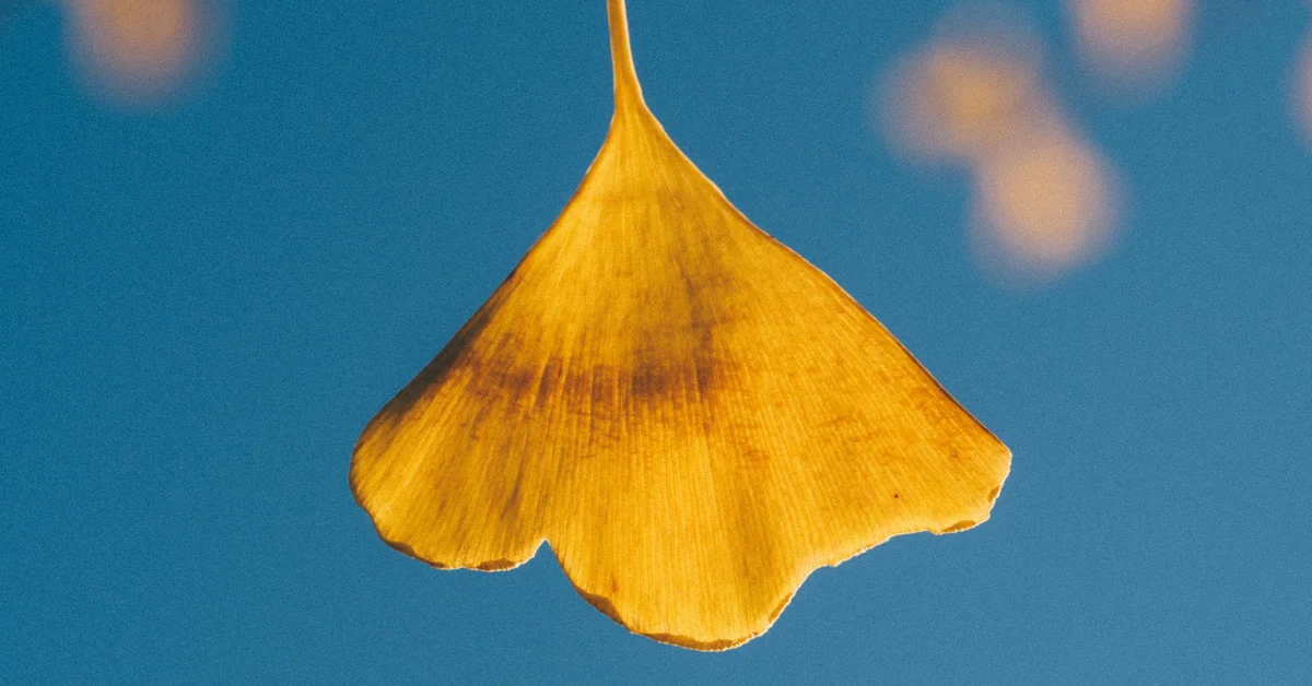 A single golden ginkgo leaf against a clear blue sky